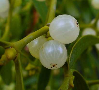 Плоды омелы белой
